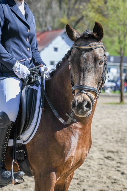 特别是在续 特别是在续